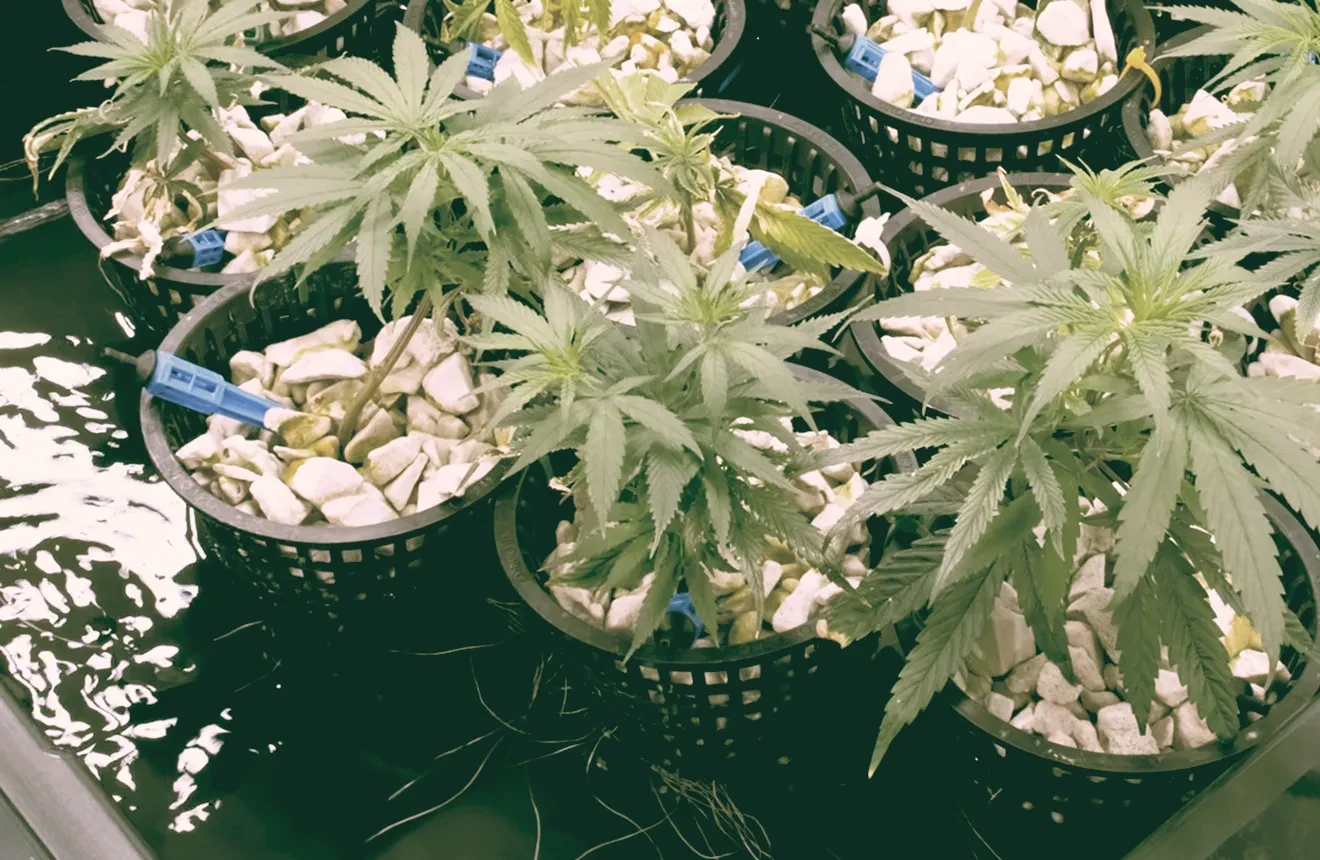 Anleitung für eine erfolgreiche Cannabis Hydrokultur