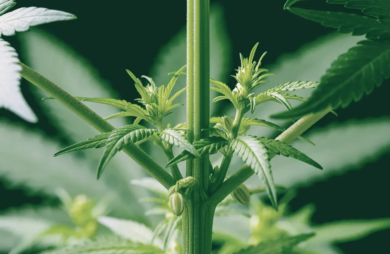 Weibliche und männliche Cannabis Pflanzen erkennen