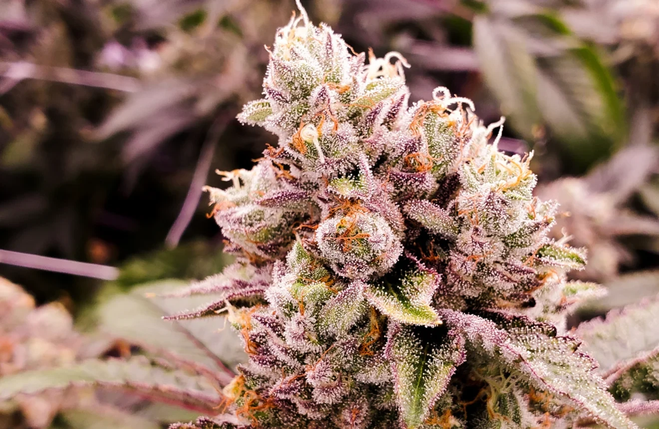 A close-up shot of a Purple Kush plant which is an Indica strain