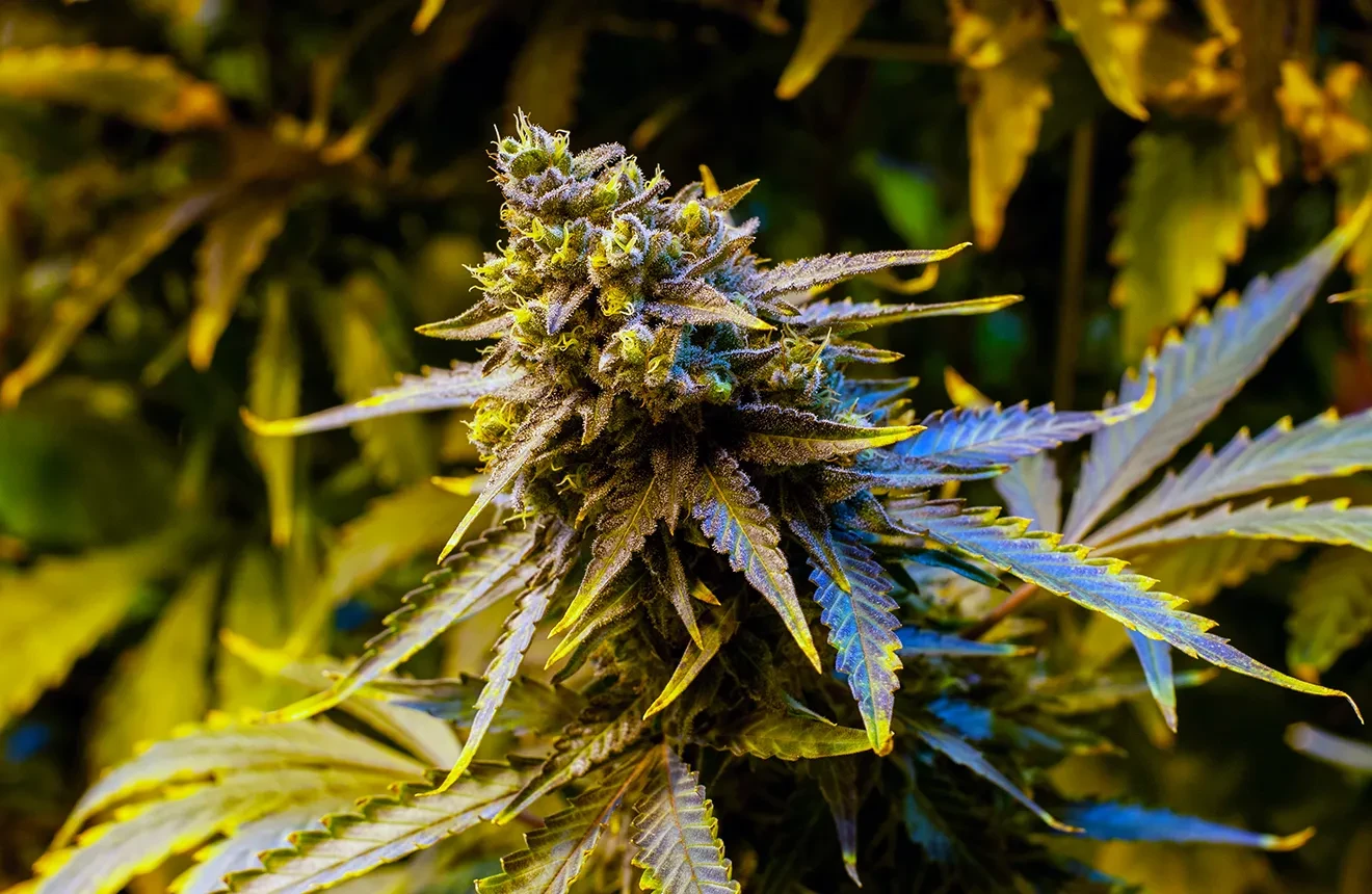 Top 10 Best Indica Strains UK to Grow - 2023 UPDATE