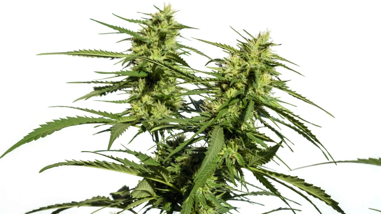 Lollipopping wird am besten durchgeführt, wenn die Cannabispflanze in die Blütephase kommt