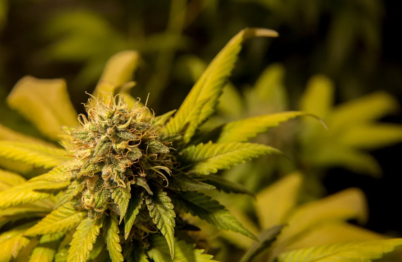A low-odor cannabis strain