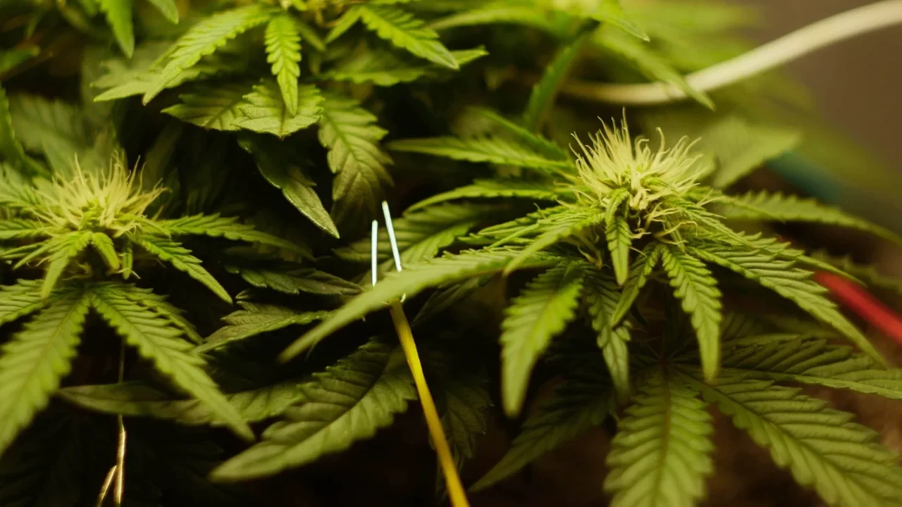 Once flowering begins, cannabis plants grow quickly forming many equally large colas. Pruning lower branches that won't get light redirects energy to the productive top canopy