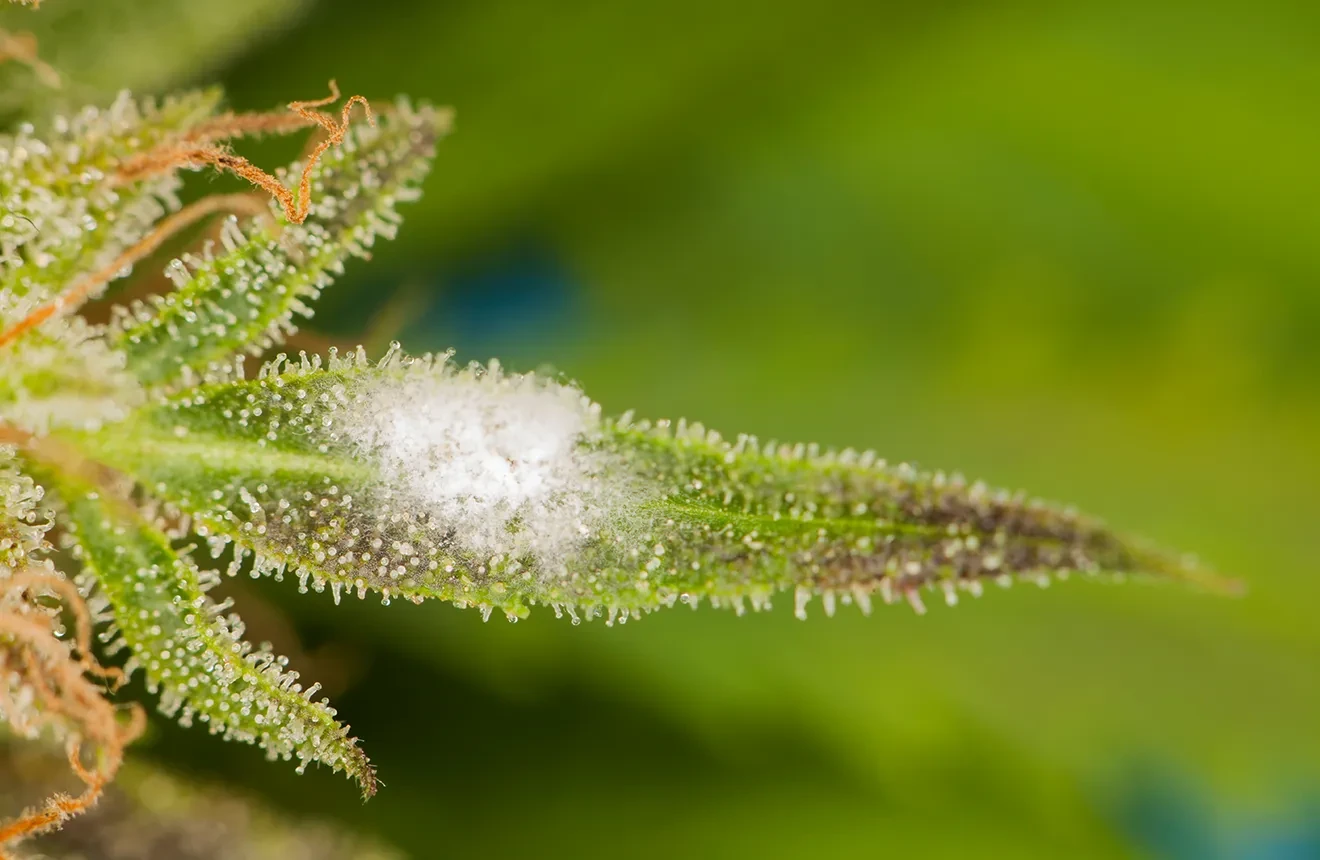 Wie wird man Schimmel an Cannabis-Pflanzen los?