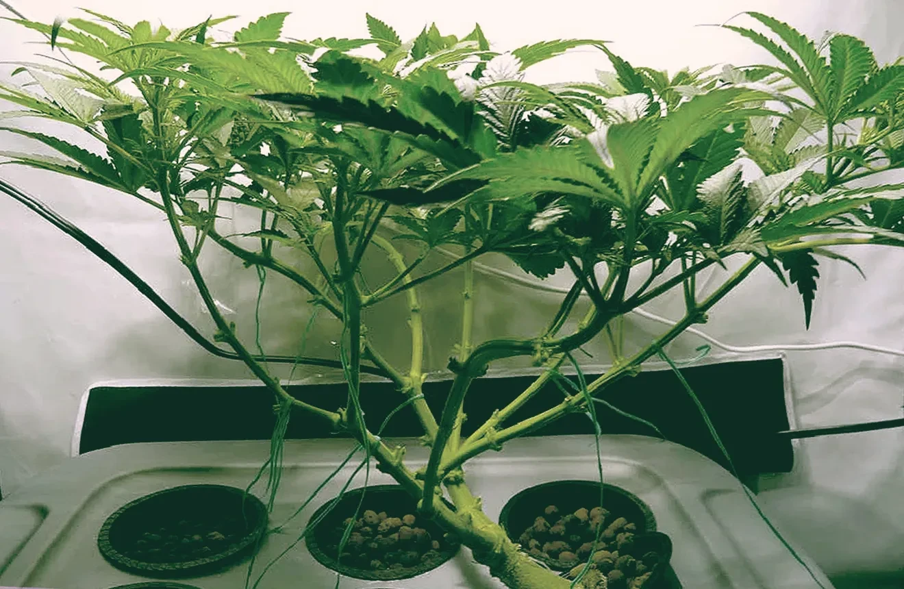 Anleitung: Monster Cropping von Cannabispflanzen
