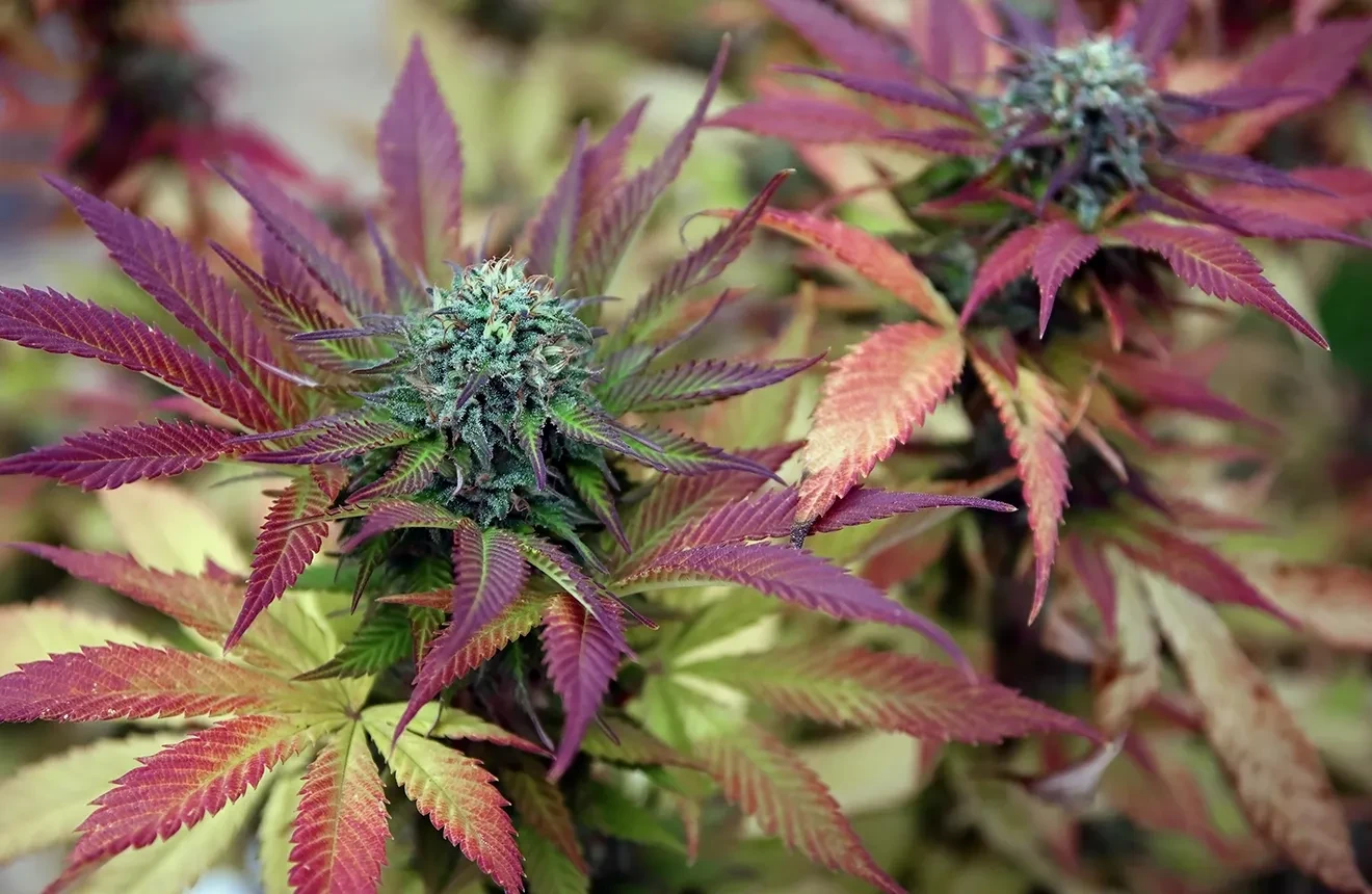 A beautiful cannabis strain with vibrant purple leaves
