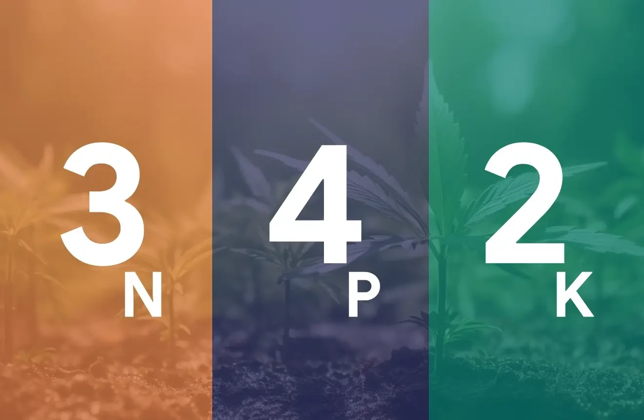 Is 3-4-2 N-P-K the Best for Cannabis