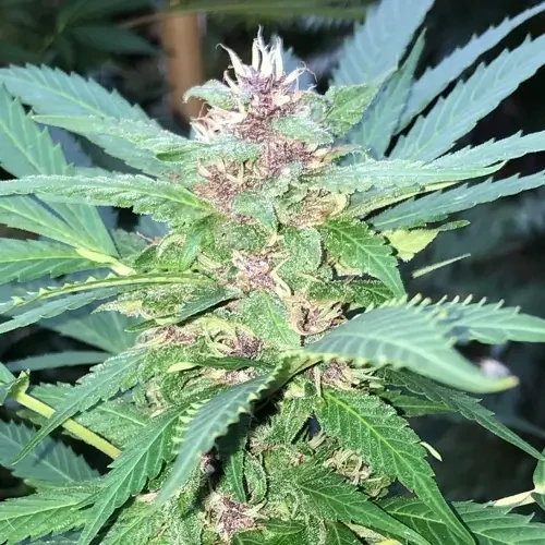 A Pinkman Goo plant in its flowering stage