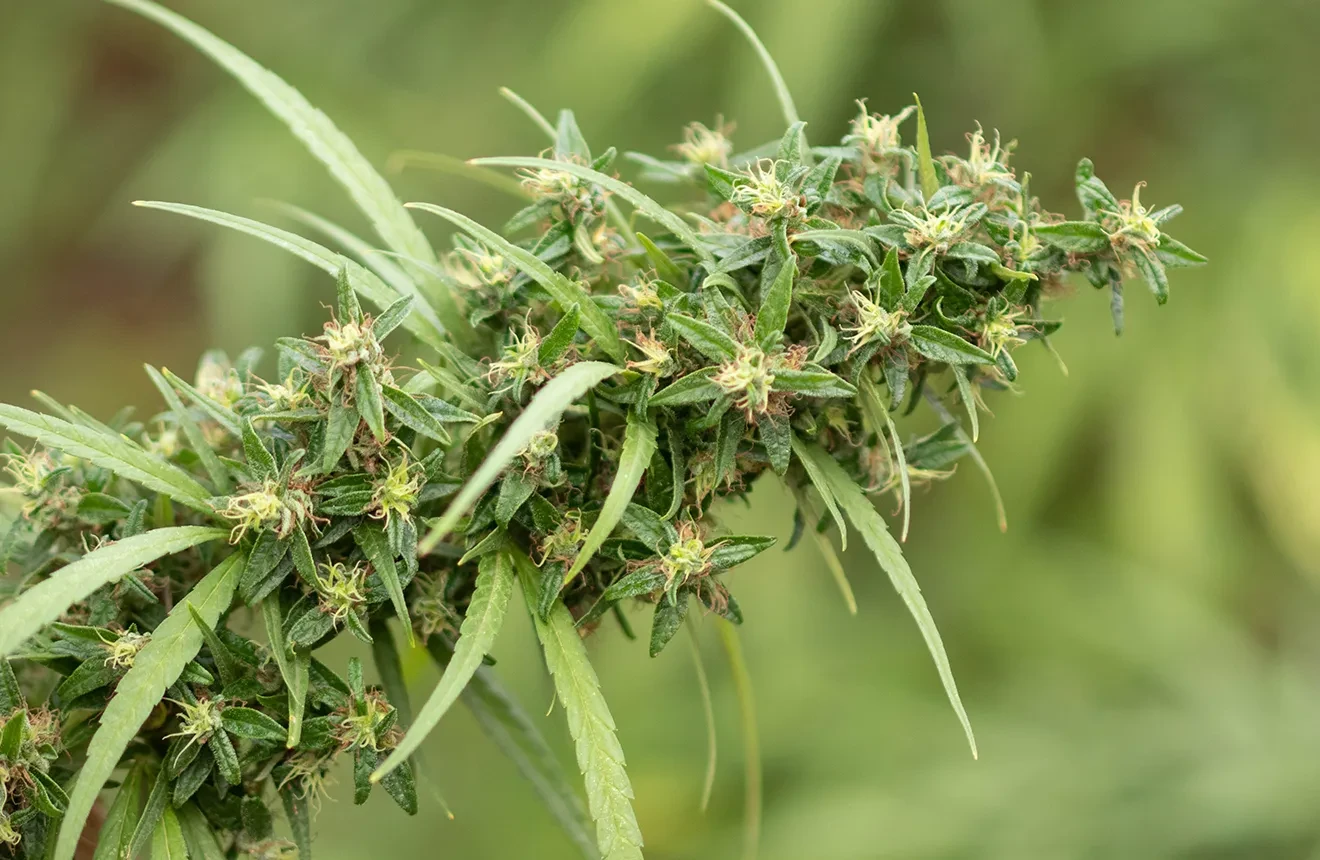 Top 9 Rare Weed Strains to Grow - 2023 UPDATE