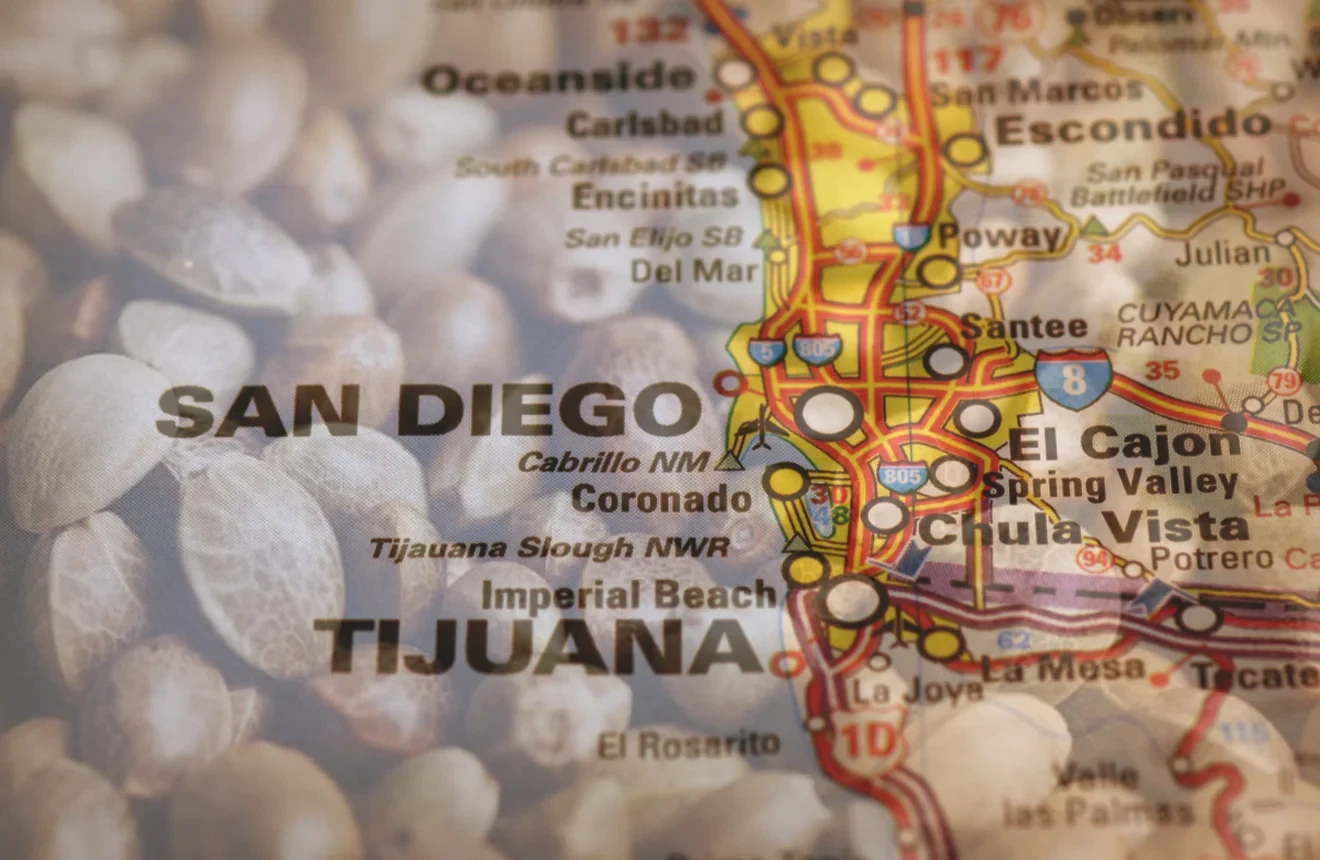 10 Best Strains To Grow In San Diego (2023 Update)
