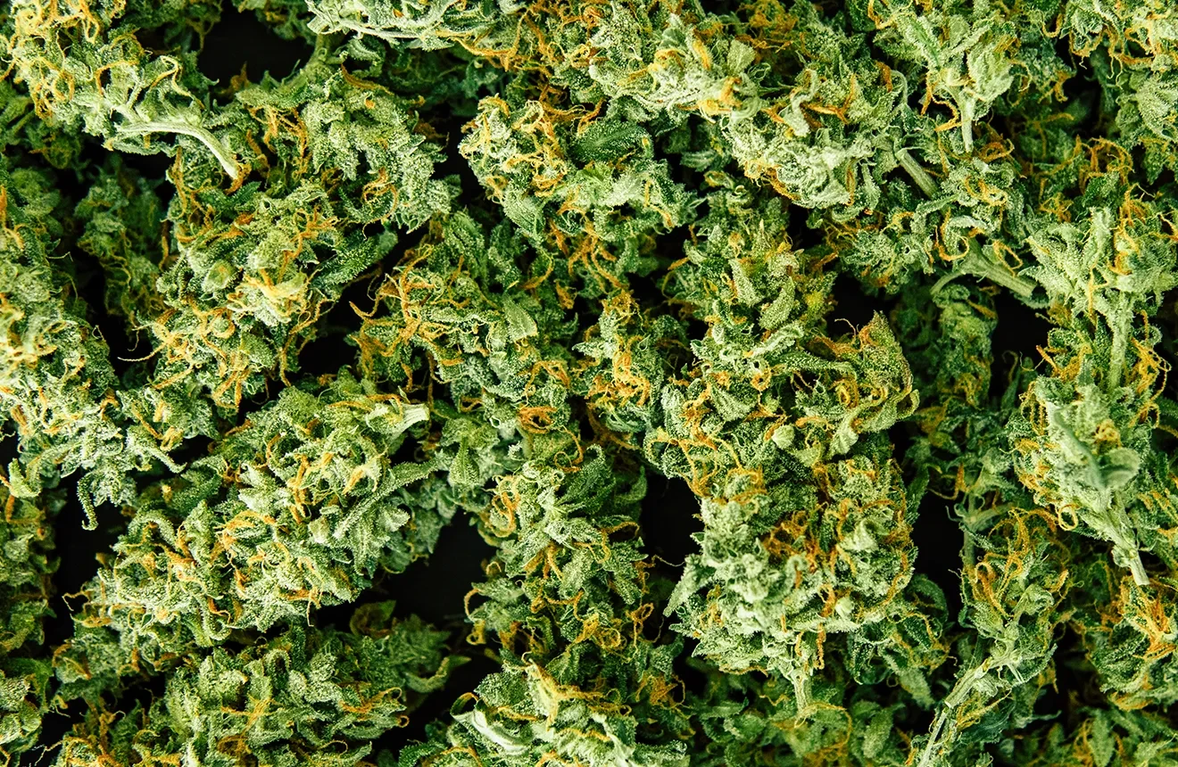 What is Sinsemilla or seed-free marijuana?