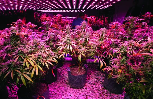 large marijuana plant seeds