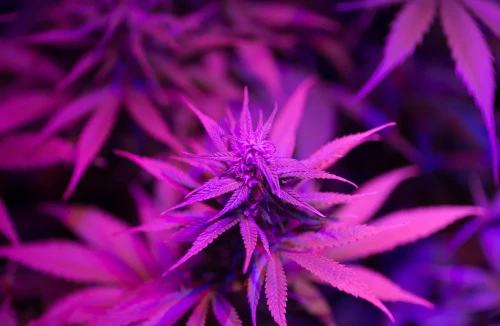 10 Best Strains for Space Bucket grows (2023 Update)