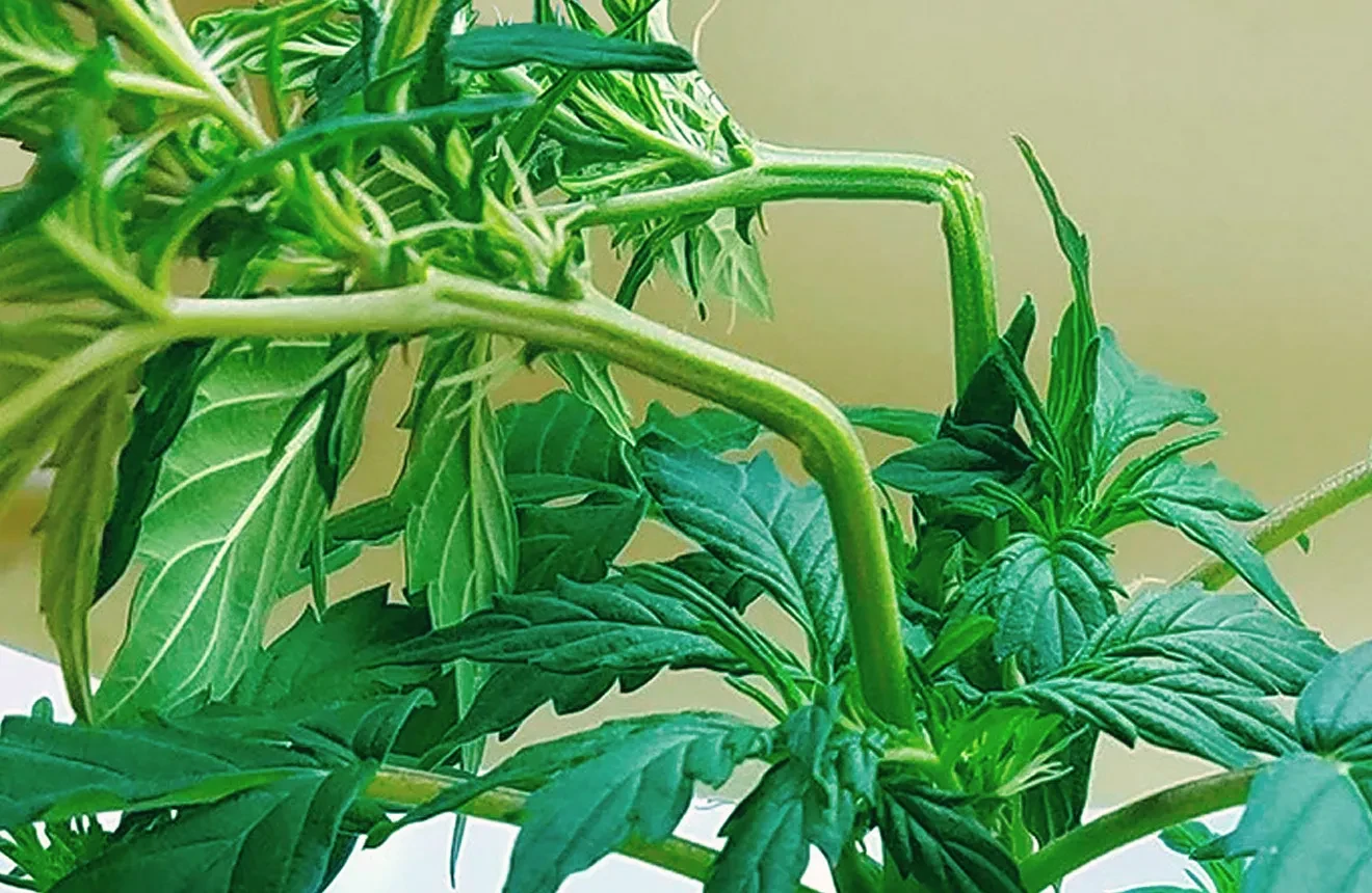 Anleitung: Super Cropping Cannabis-Pflanzen