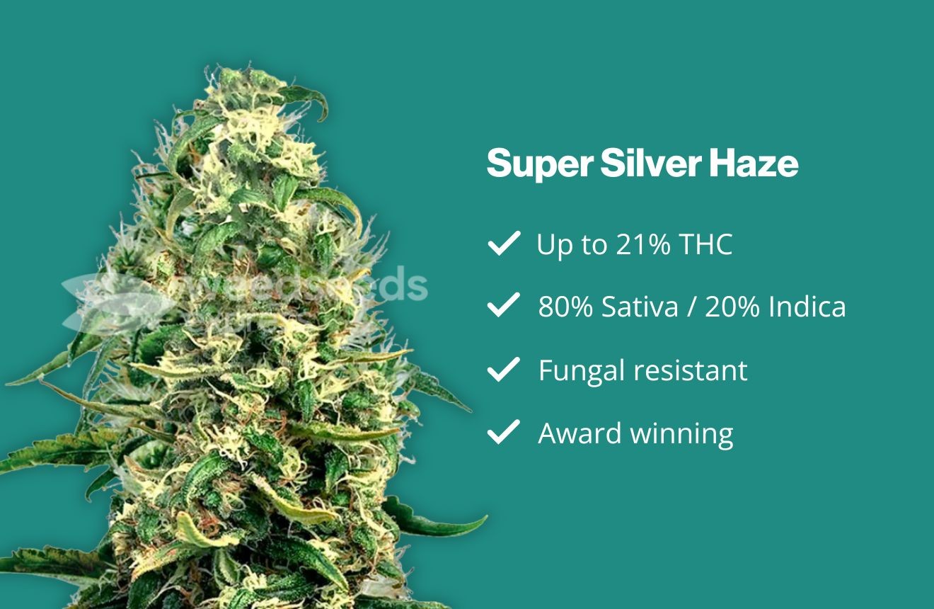 Super Silver Haze Strain Stats