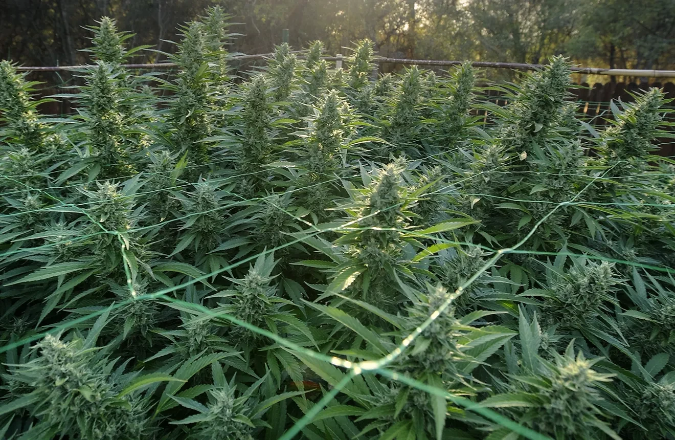How to support heavy buds (outdoors)?