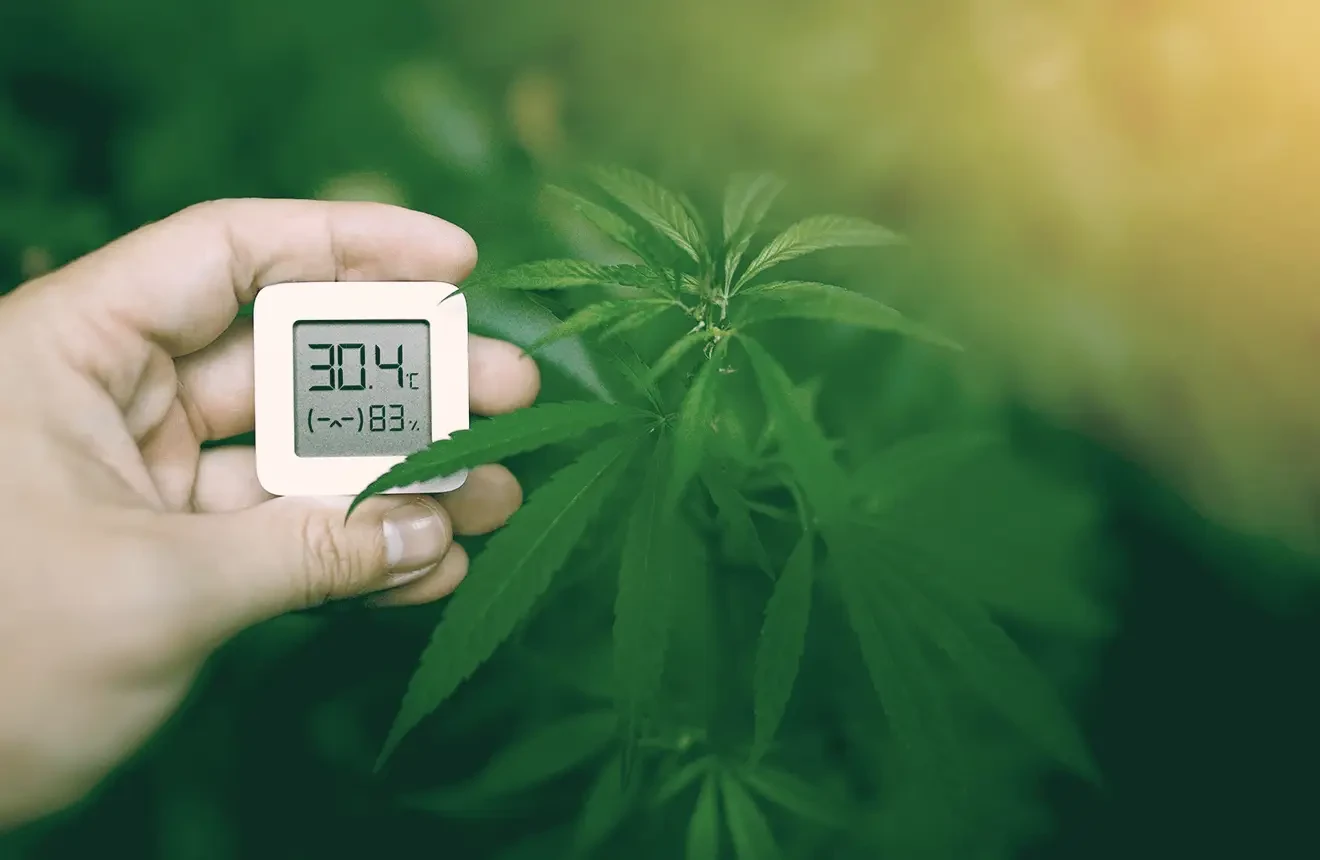 Best Temperature and Humidity for Growing Weed