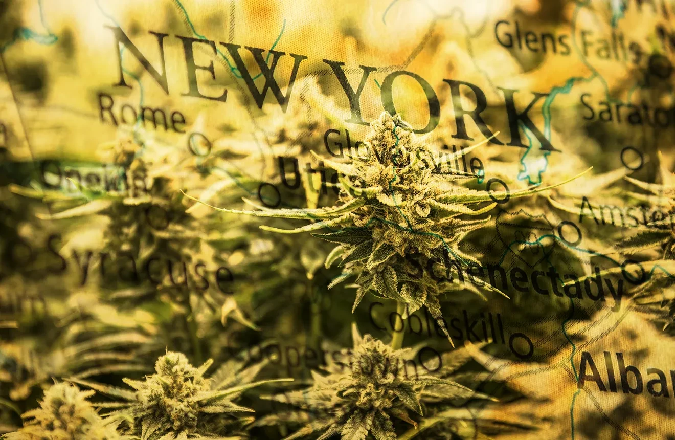 Top 5 Most Popular Strains in New York [2023]