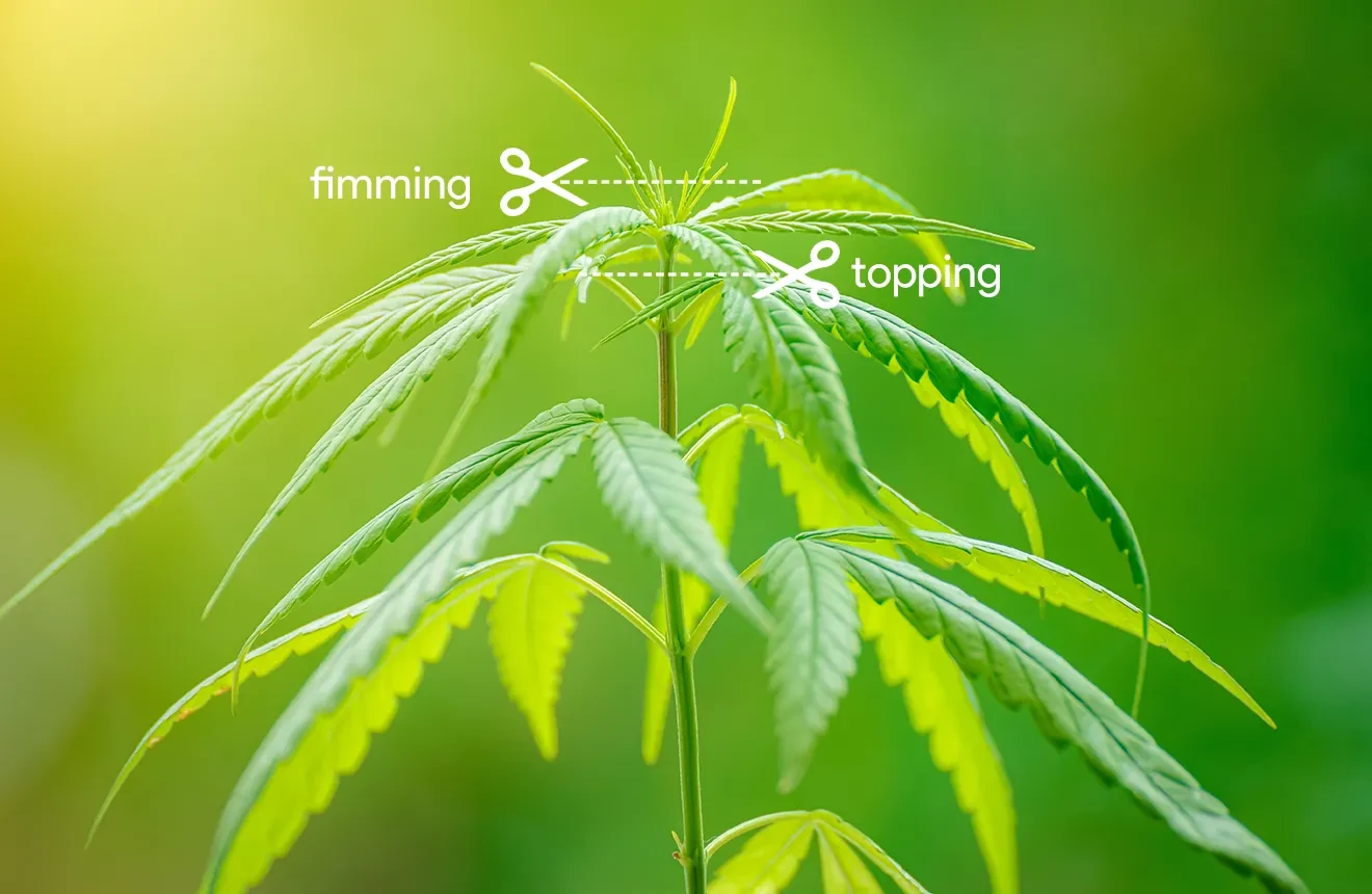 Cannabis beschneiden: Topping vs. Fimming