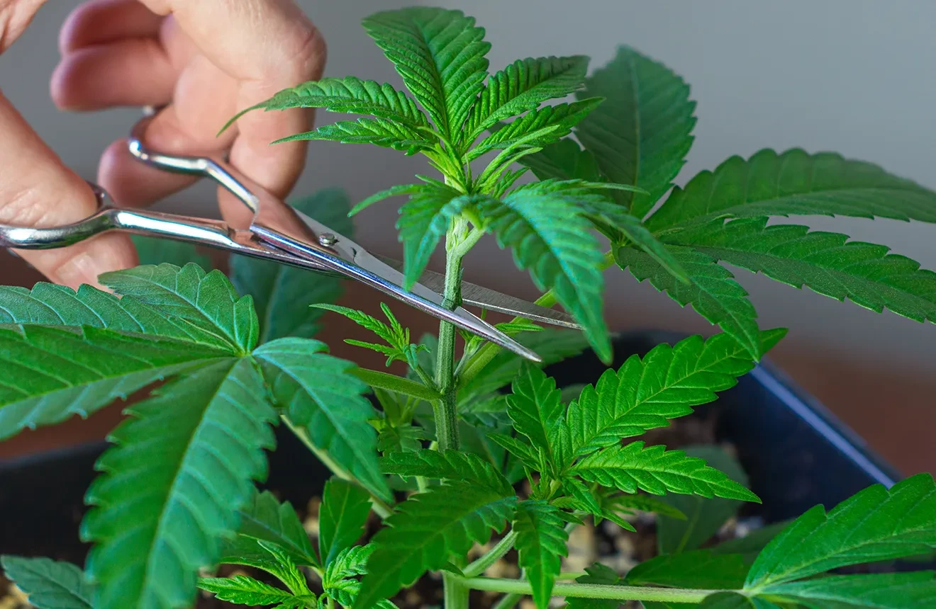 Topping weed plants: a guide for beginners