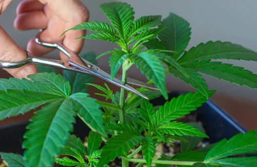 How To Top Cannabis Plants in 3 Easy Steps