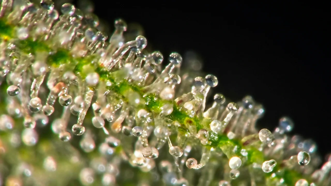 Trichomes are the tiny crystals we see on cannabis leaves and flowers.