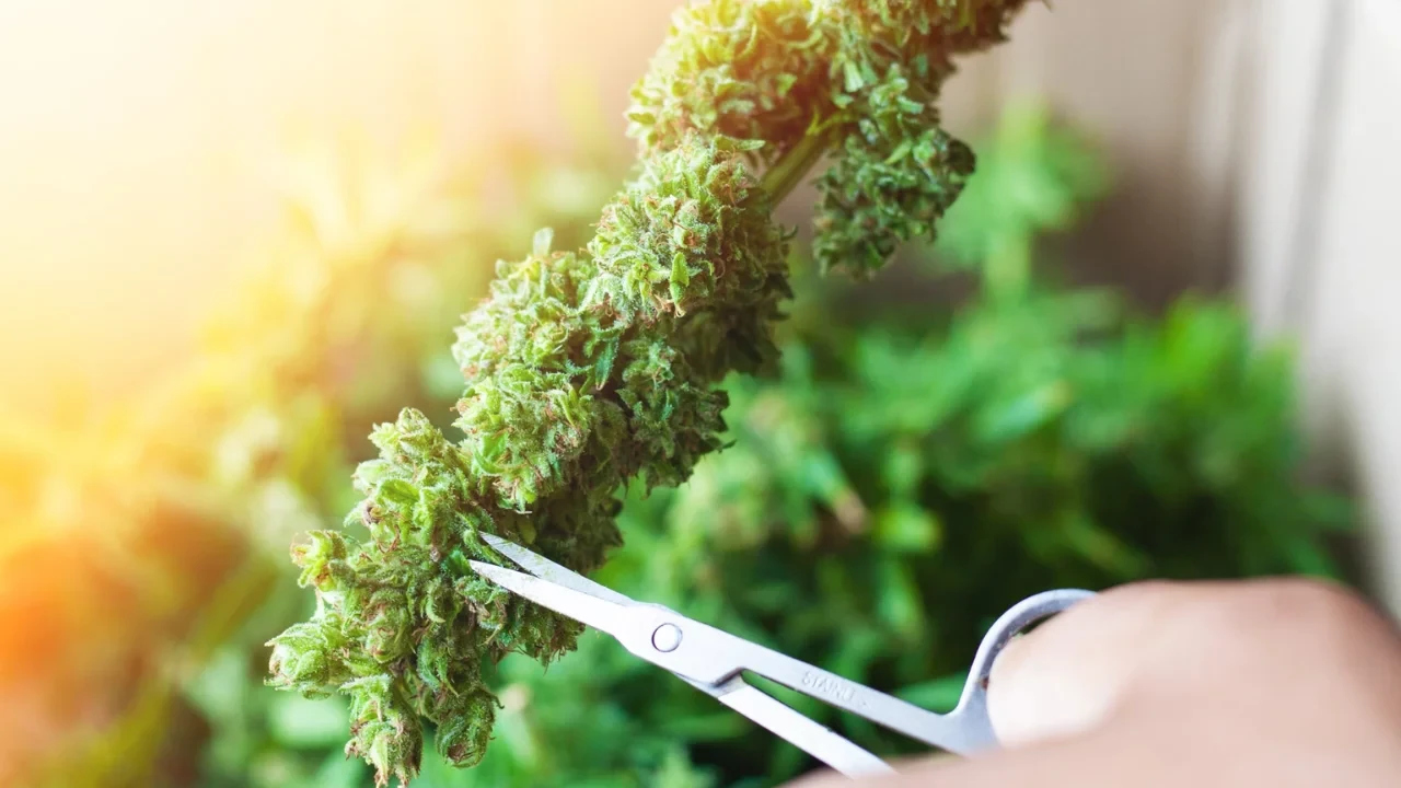 Avec des ciseaux de taille pour cannabis, vous pouvez tailler les bourgeons vous-même