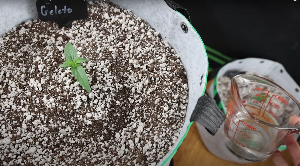 A small cannabis bud from an autoflowering plant, with a watering container placed beside it