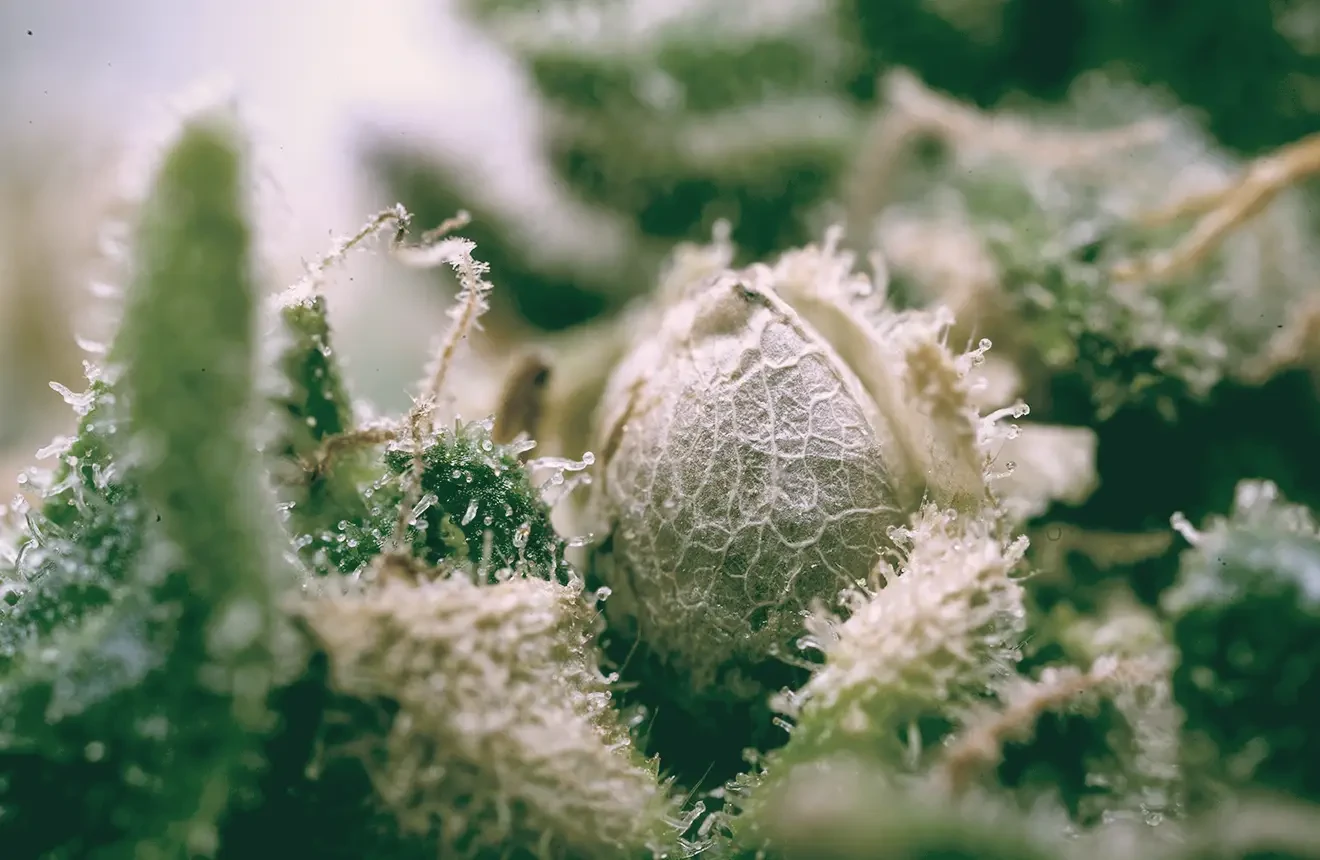 Wie sehen Cannabis Samen aus?