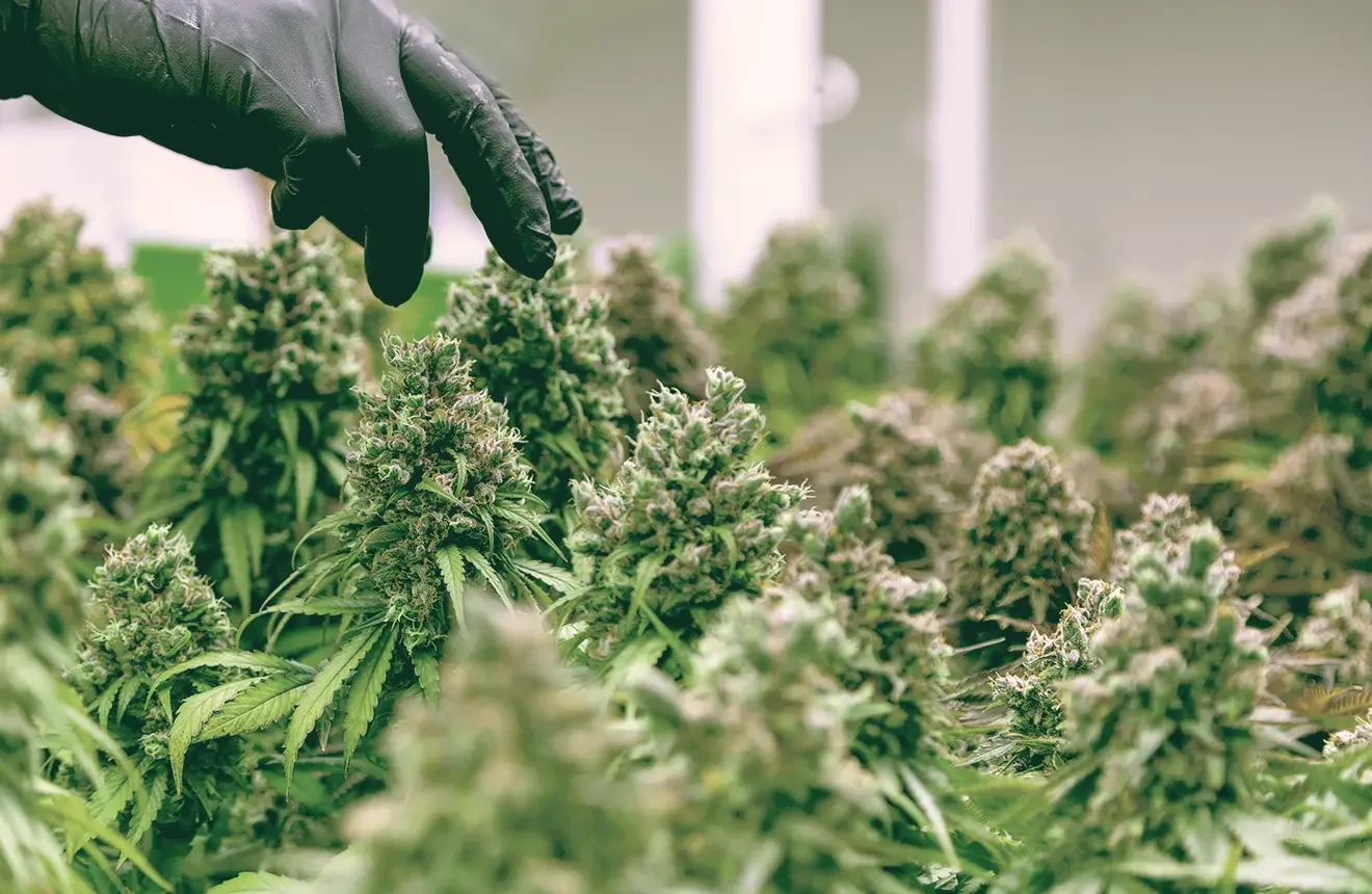 Cannabis-Ernten: wie und wann machst du das?