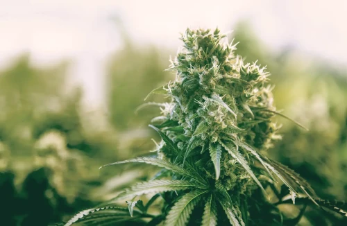 5 Best White Weed Strains (2023 UPDATE)