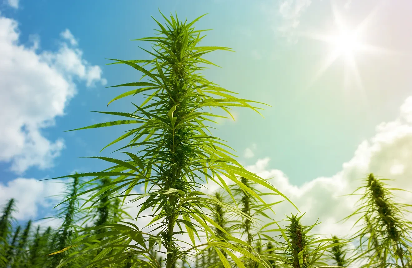 Frage: Warum ist meine Cannabispflanze dünn und mager?