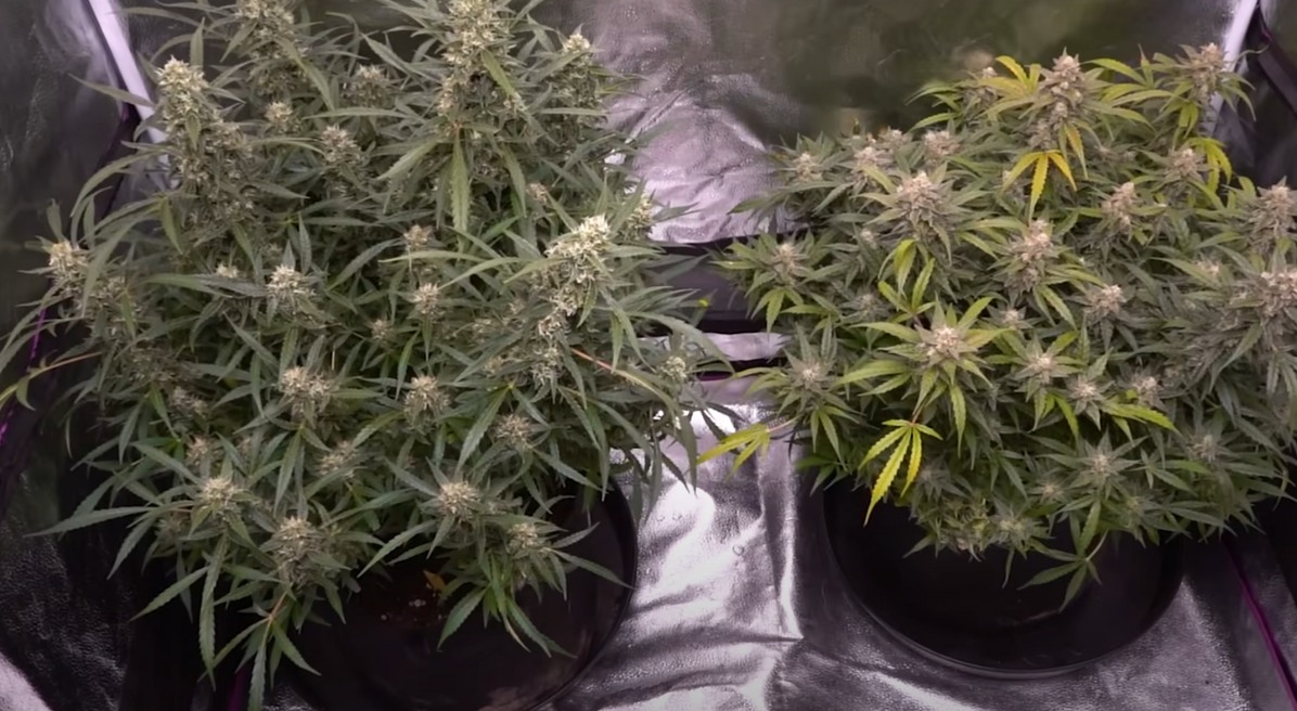 An autoflowering cannabis plant growing indoors in a well-ventilated area