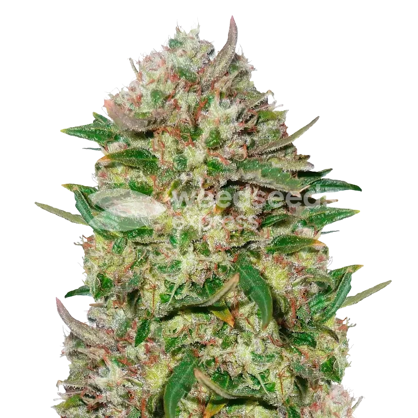 24K Gold feminized seeds