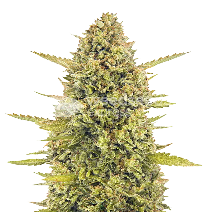 Acapulco Gold feminized seeds