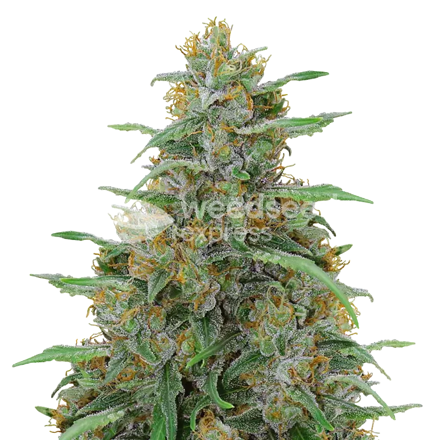 Adrenaline OG feminized seeds