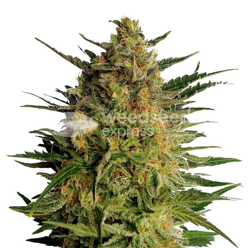 AK-47 feminized seeds