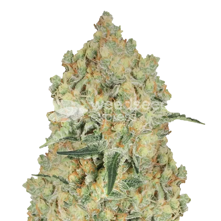 Alien OG feminized seeds