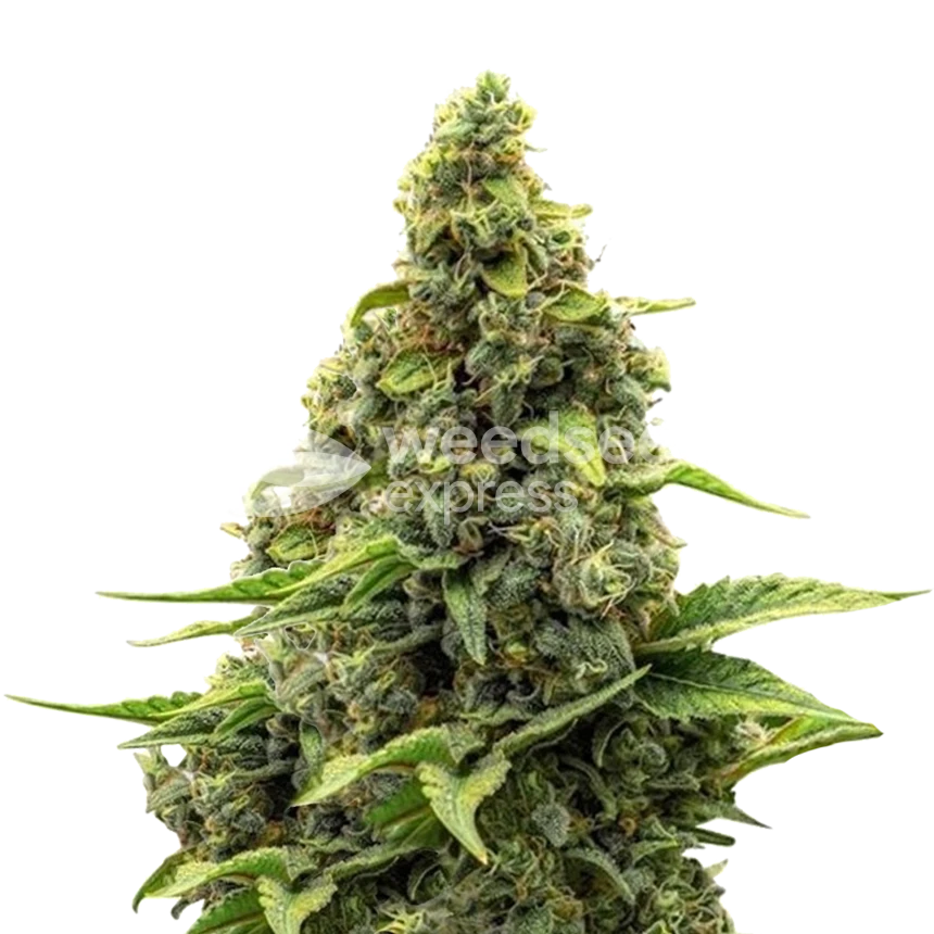 Amnesia feminized zaden