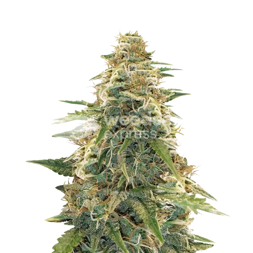 Apple Fritter feminized seeds