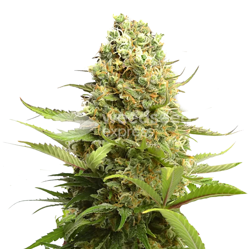 Banana Kush feminized zaden