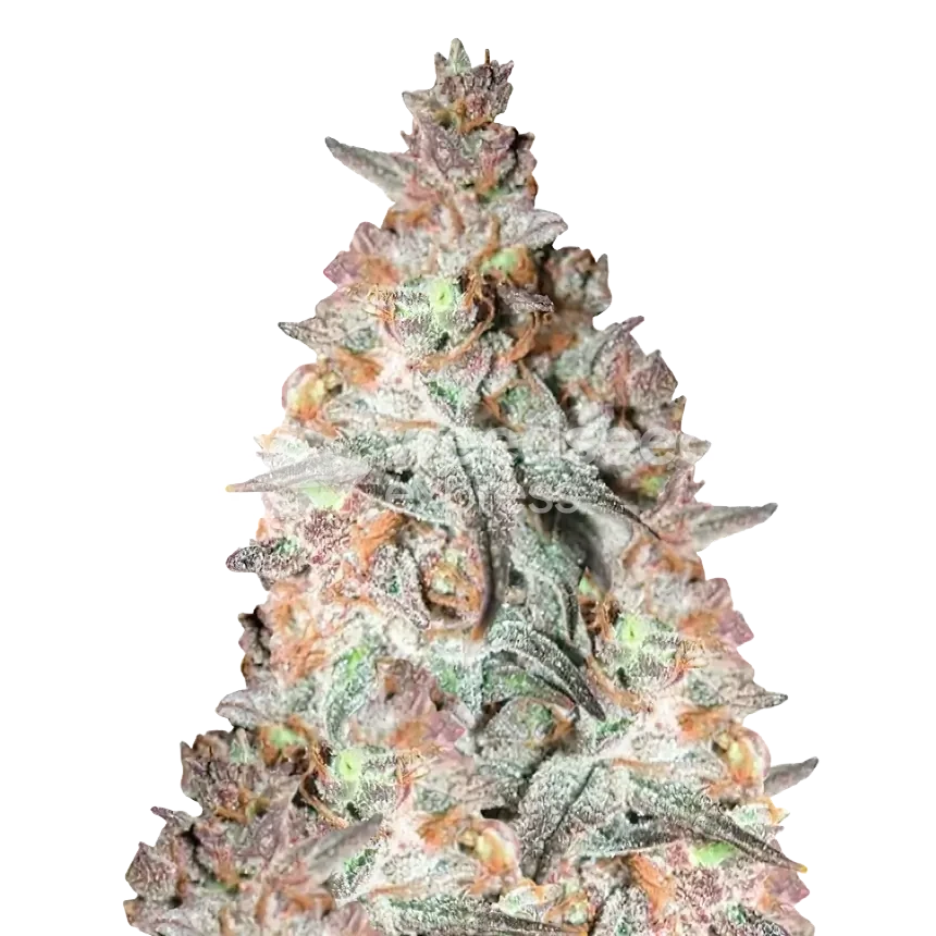 Black Cherry Soda feminized zaden