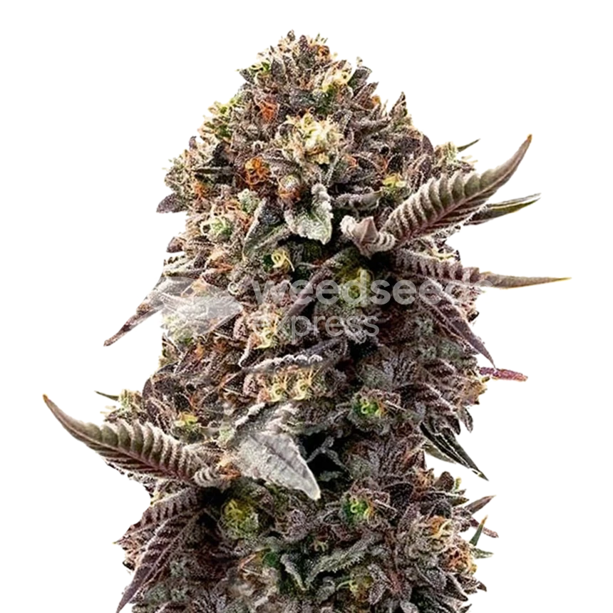 Blackberry Moonrocks feminized zaden