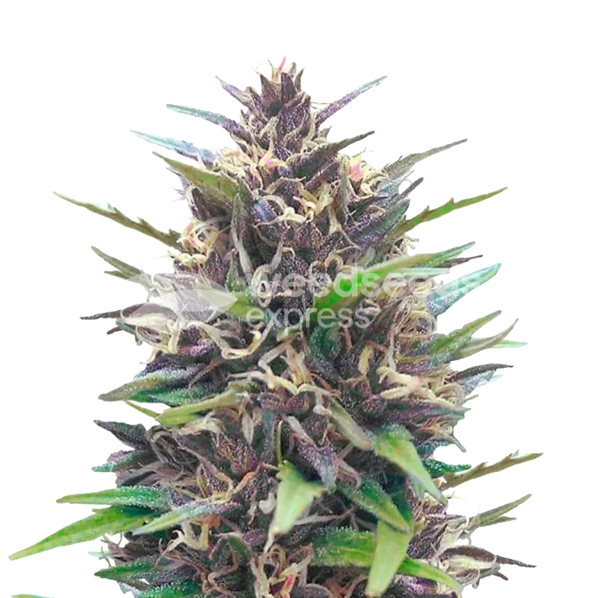 Blueberry CBD feminized seeds