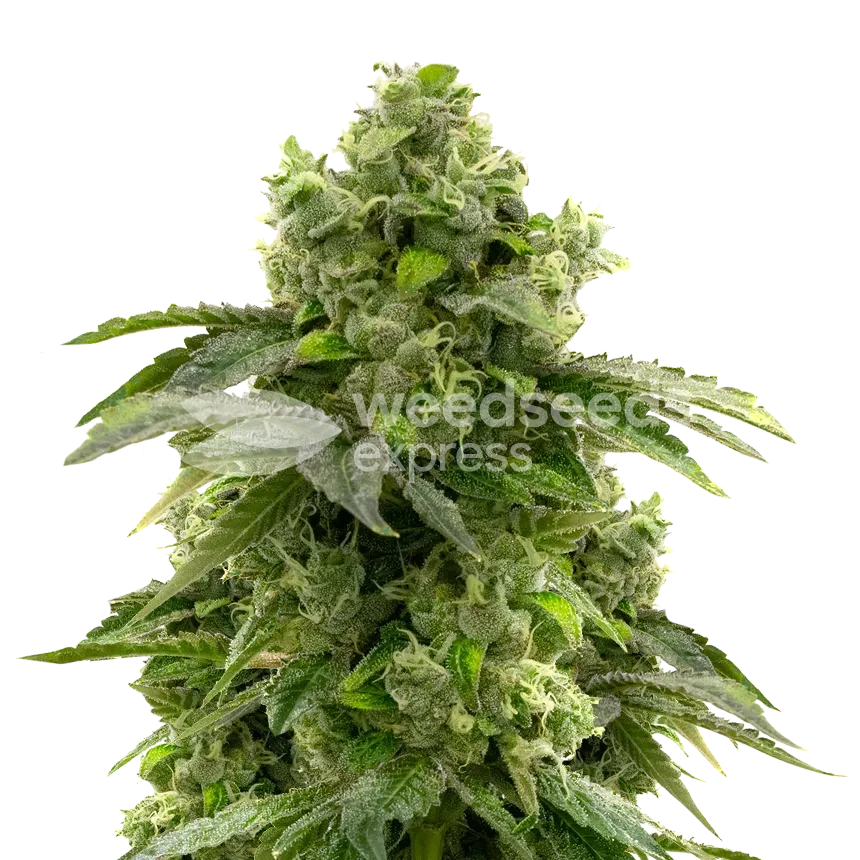 Bruce Banner Feminized Seeds - WeedSeedsExpress