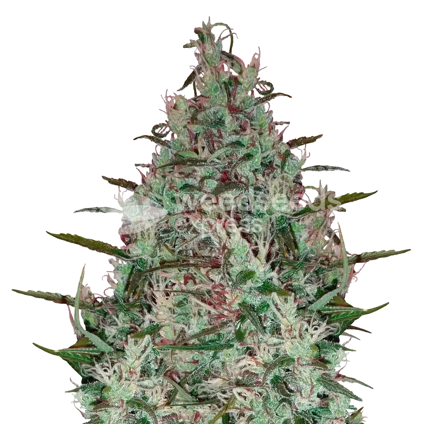 Canadian Haze feminized seeds