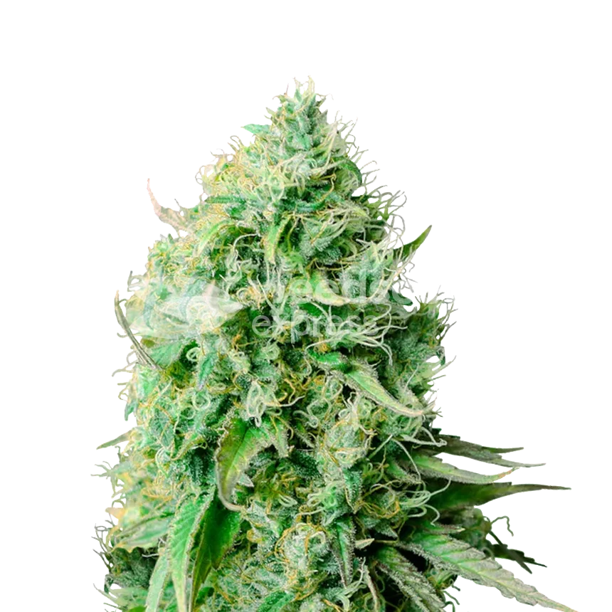 Cannatonic feminized zaden