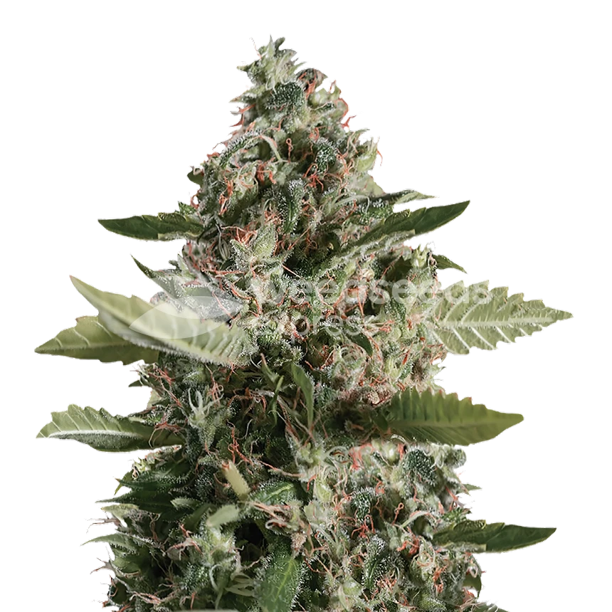 CBD Candida feminized zaden