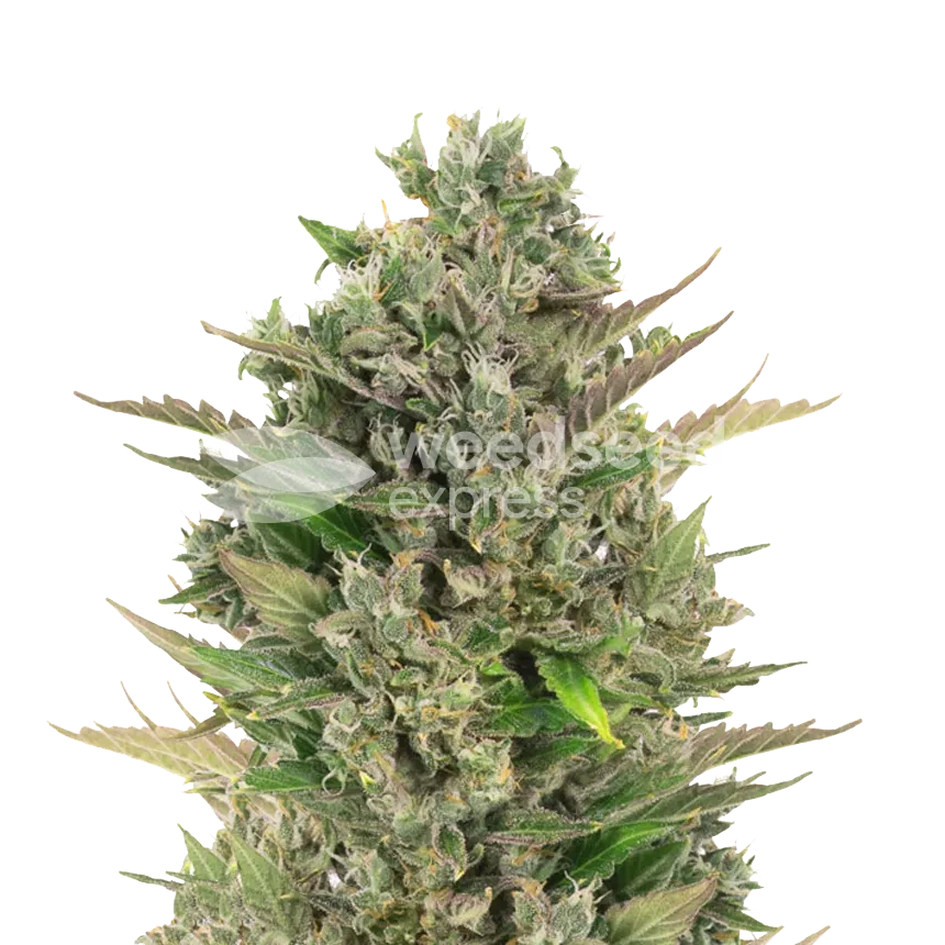 CBD Critical Mass autoflower seeds