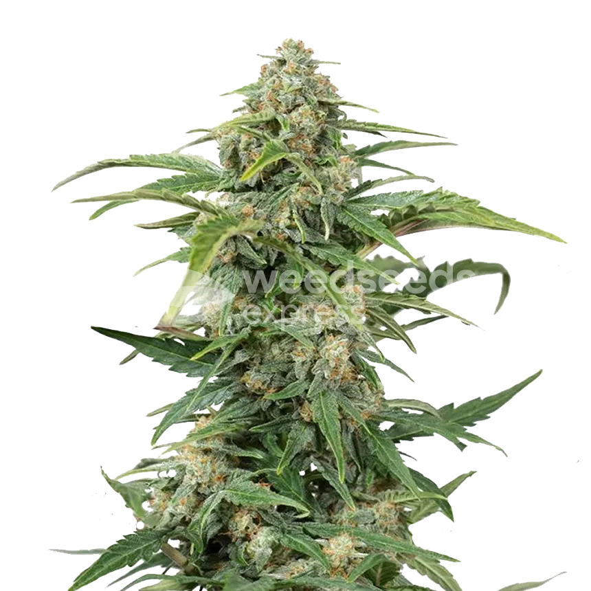 CBD Kush autoflower seeds